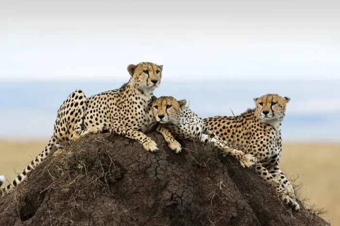 Framed Print : Three Cheetahs -Acinonyx jubatus- on a lookout hill, Msai Mara, Kenya Framed Print : Three Cheetahs -Acinonyx jubatus- on a lookout hill, Msai Mara, Kenya