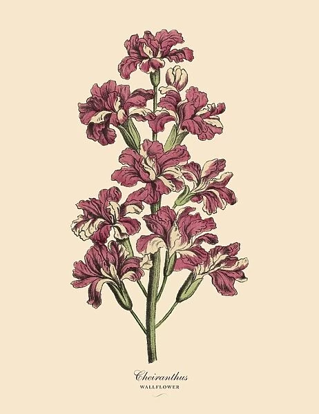 Cheiranthus or Wallflower Plant, Victorian Botanical Illustration