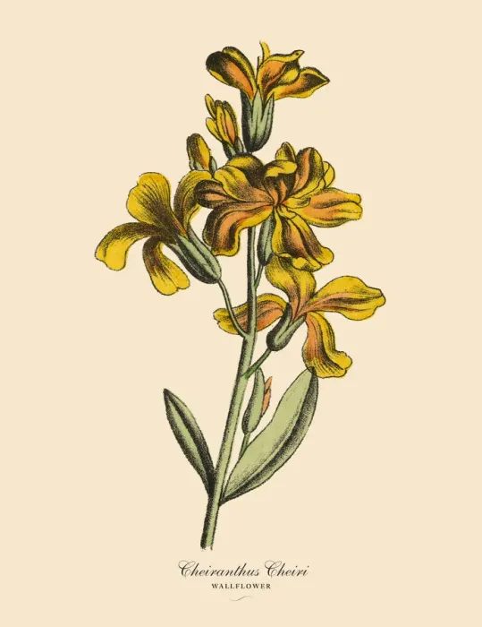 Framed Print : Cheiranthus or Wallflower Plant, Victorian Botanical Illustration Framed Print : Cheiranthus or Wallflower Plant, Victorian Botanical Illustration