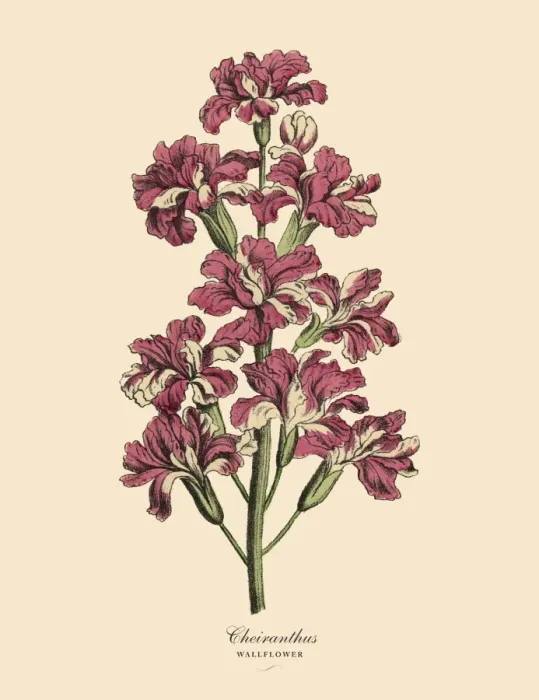 Framed Print : Cheiranthus or Wallflower Plant, Victorian Botanical Illustration Framed Print : Cheiranthus or Wallflower Plant, Victorian Botanical Illustration