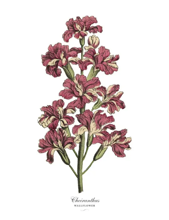 Framed Print : Cheiranthus or Wallflower Plant, Victorian Botanical Illustration Framed Print : Cheiranthus or Wallflower Plant, Victorian Botanical Illustration
