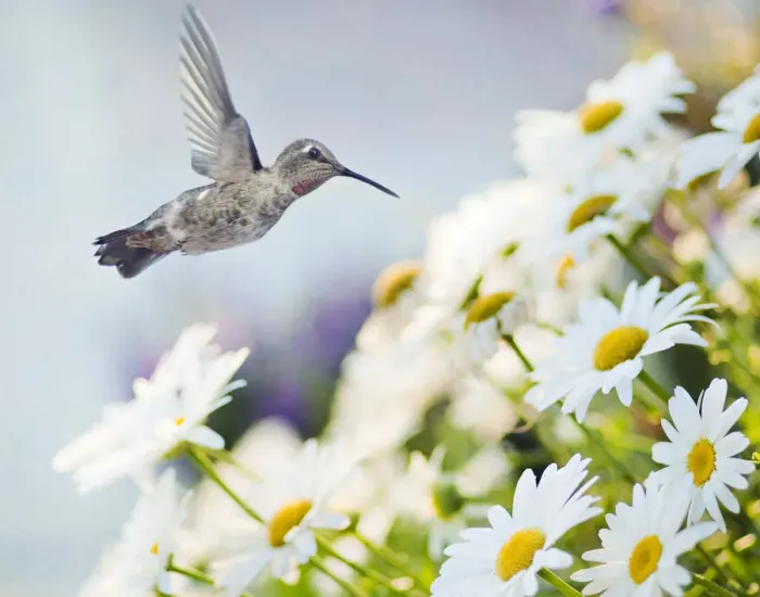 Framed Print : Cherished Annas Hummingbird Framed Print : Cherished Annas Hummingbird