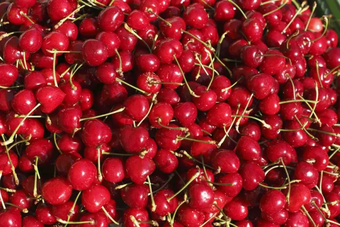 Framed Print : Cherries, Styria, Austria, Europe Framed Print : Cherries, Styria, Austria, Europe
