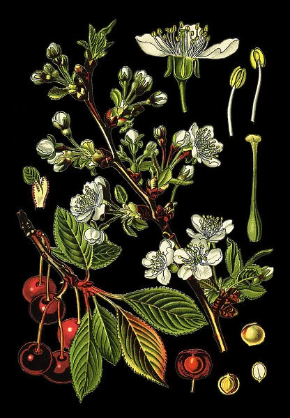 cherry. Antique illustration of a Medicinal and Herbal Plants.