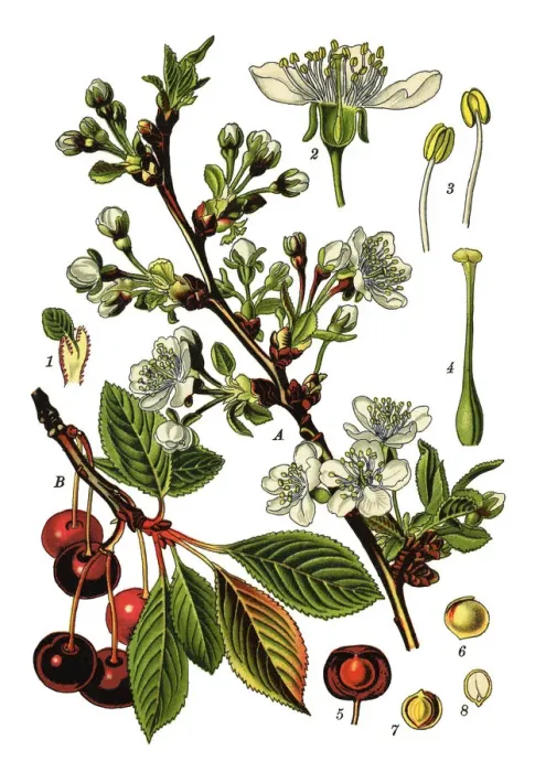 Framed Print : cherry. Antique illustration of a Medicinal and Herbal Plants. Framed Print : cherry. Antique illustration of a Medicinal and Herbal Plants.