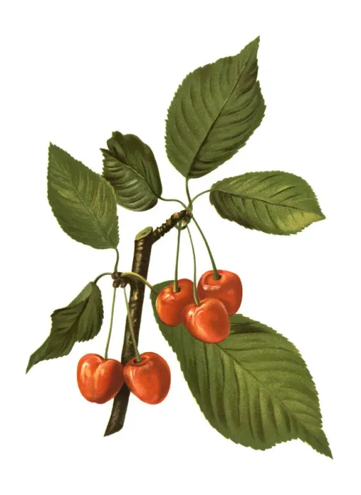 Framed Print : cherry. Antique illustration of a cherry, isolated on white background Framed Print : cherry. Antique illustration of a cherry, isolated on white background