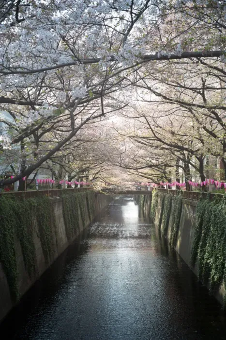 Framed Print : Cherry blossom canal Framed Print : Cherry blossom canal