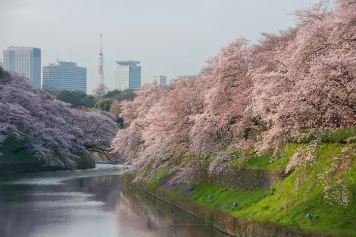 Framed Print : Cherry blossom at chidorigafuchi with Tokyo tower