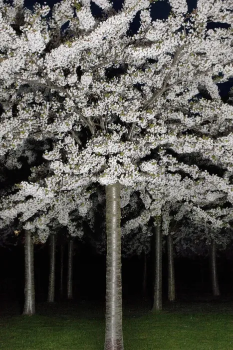 Framed Print : Cherry blossom by night