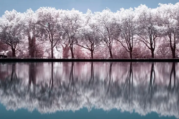 Framed Print : Cherry Blossom Reflections Framed Print : Cherry Blossom Reflections