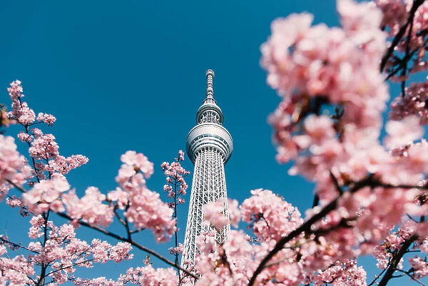Cherry Blossom and Sakura with Tokyo Sky Tree in Japan