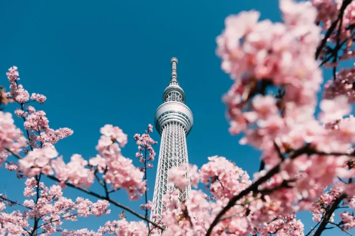Framed Print : Cherry Blossom and Sakura with Tokyo Sky Tree in Japan Framed Print : Cherry Blossom and Sakura with Tokyo Sky Tree in Japan