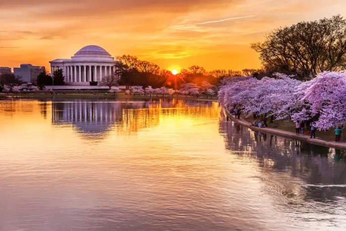 Framed Print : Cherry blossom sunrise Framed Print : Cherry blossom sunrise