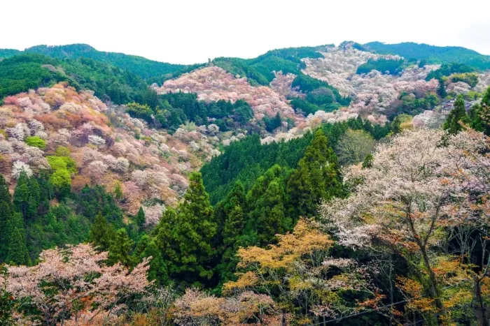 Framed Print : Cherry Blossom in Yoshinoyama Framed Print : Cherry Blossom in Yoshinoyama