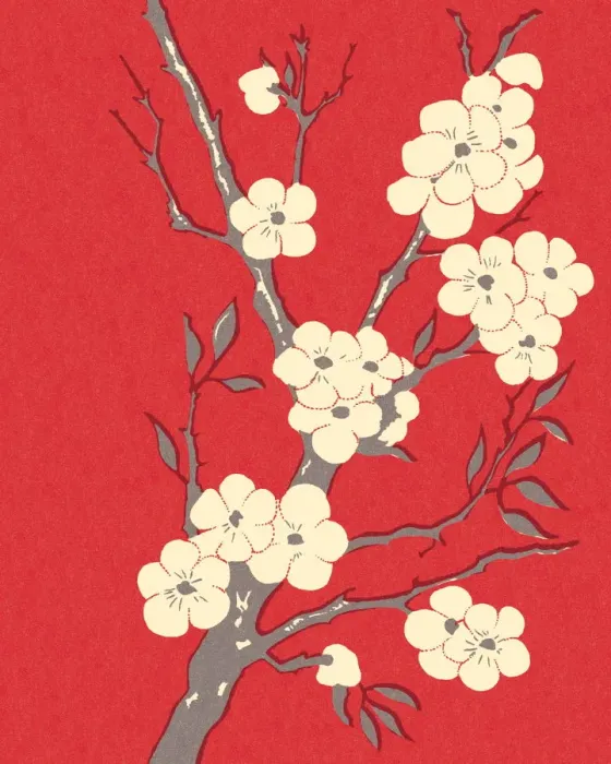 Framed Print : Cherry Blossoms Framed Print : Cherry Blossoms