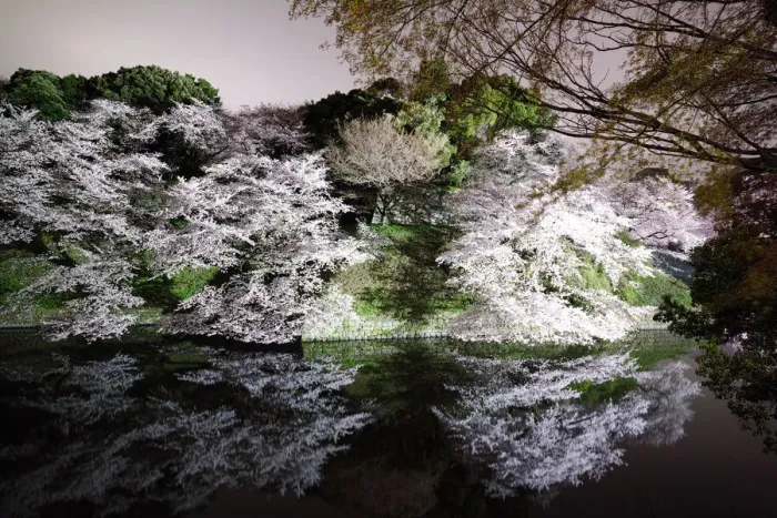 Framed Print : Cherry Blossoms Framed Print : Cherry Blossoms