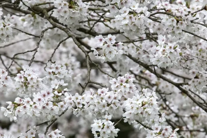 Framed Print : Cherry blossoms, Germany Framed Print : Cherry blossoms, Germany