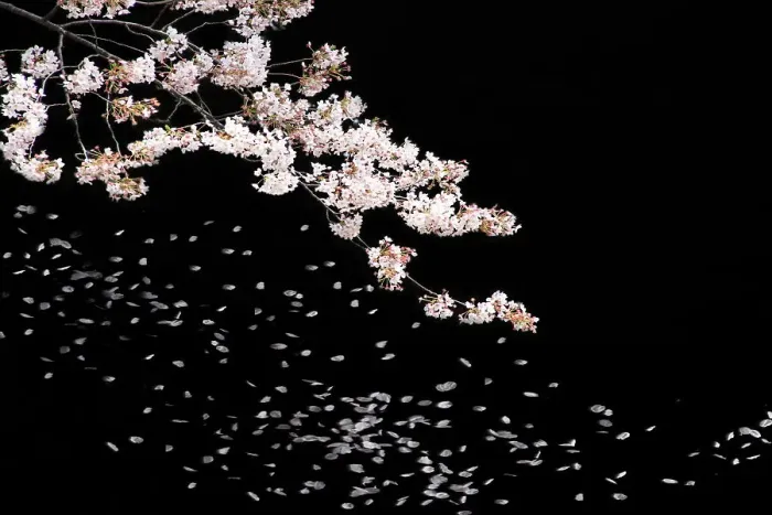 Framed Print : Cherry blossoms at night Framed Print : Cherry blossoms at night