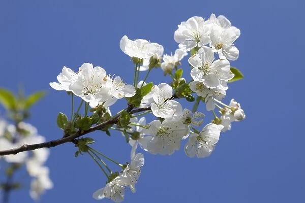 Cherry blossoms -Prunus sp. -, Mostviertel, Must Quarter, Lower Austria, Austria, Europe