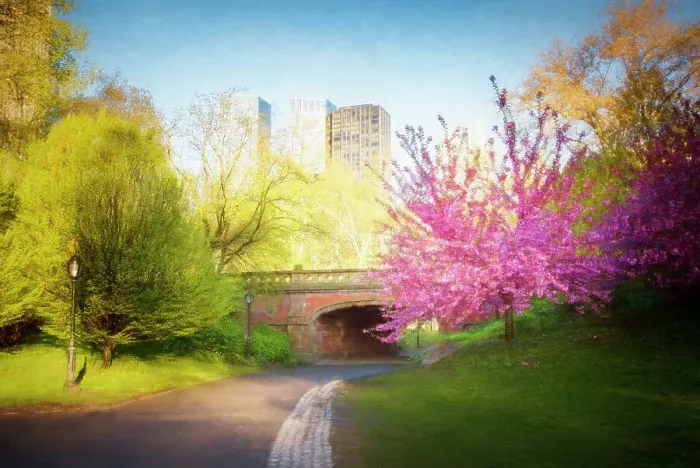 Framed Print : Cherry Blossoms, Spring, Bridge and Central Park, NYC Framed Print : Cherry Blossoms, Spring, Bridge and Central Park, NYC