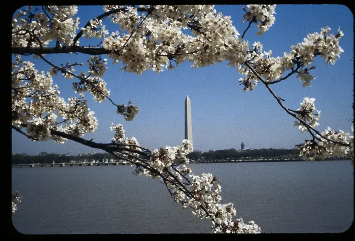 Framed Print : Cherry Blossoms in Washington Framed Print : Cherry Blossoms in Washington