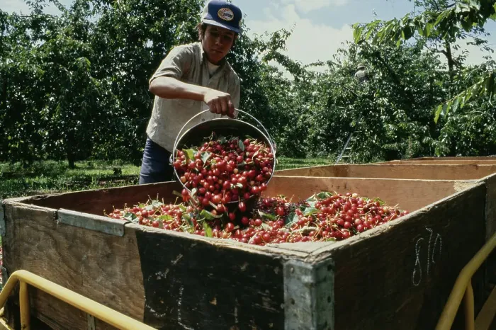 Framed Print : Cherry Harvest Framed Print : Cherry Harvest