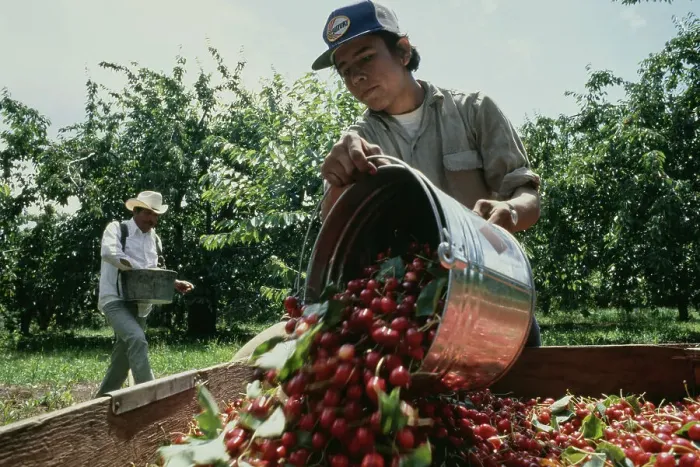 Framed Print : Cherry Harvest Framed Print : Cherry Harvest