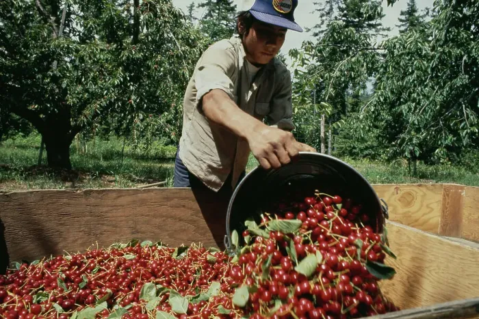 Framed Print : Cherry Harvest