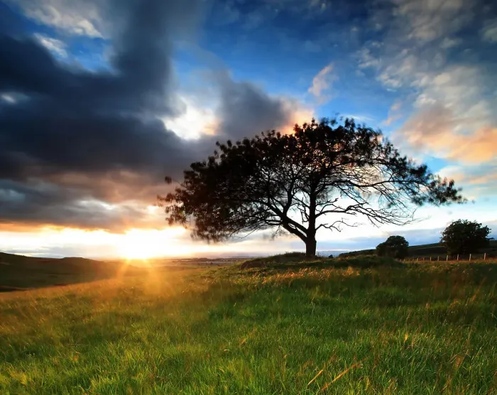 Framed Print : Cherry tree grass field storm cloud sunset light Framed Print : Cherry tree grass field storm cloud sunset light