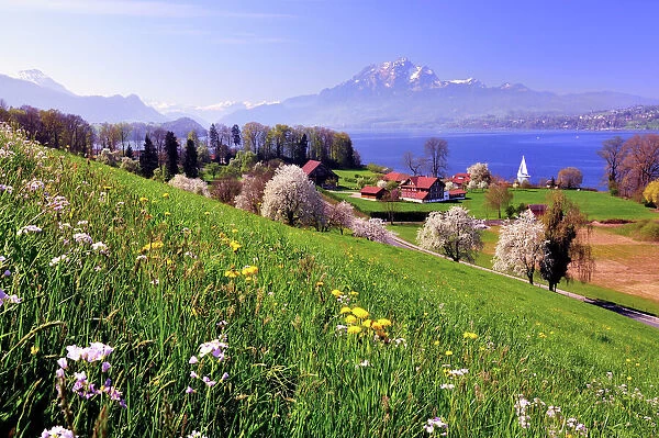 Cherry trees in full bloom at Lake Lucerne, view of Mount Pilatus, Greppen, Canton of Lucerne, Switzerland
