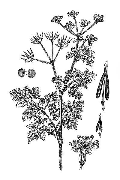 Chervil (Anthriscus cerefolium)