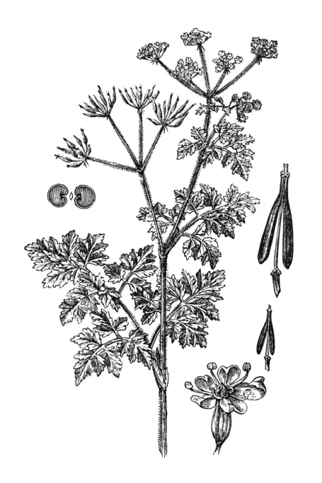 Framed Print : Chervil (Anthriscus cerefolium) Framed Print : Chervil (Anthriscus cerefolium)