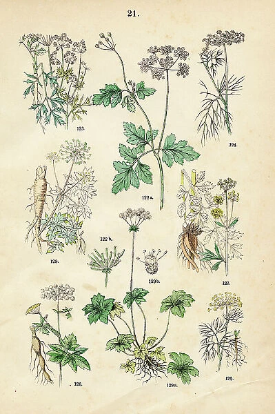 Chervil, parsley, fennel, dill, masterwort, lovage, garden angelica, wood sanicle - Botanical illustration 1883