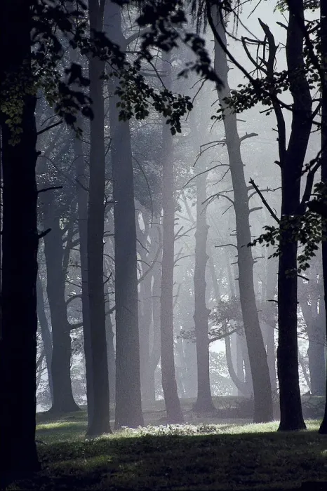 Framed Print : cheshire, day, eerie, england, europe, fog, forest, idyllic, landscape, mist, outdoor Framed Print : cheshire, day, eerie, england, europe, fog, forest, idyllic, landscape, mist, outdoor