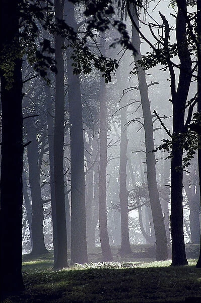 cheshire, day, eerie, england, europe, fog, forest, idyllic, landscape, mist, outdoor
