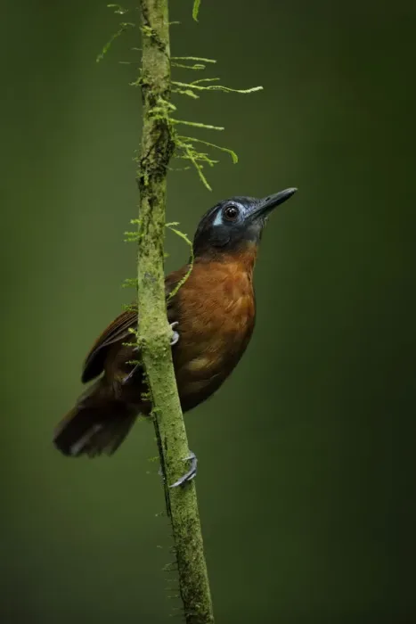 Framed Print : Chestnut-backed Antbird (Myrmeciza exsul)
