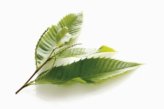 Framed Print : Chestnut (Castanea sativa), leaves and seeds Framed Print : Chestnut (Castanea sativa), leaves and seeds