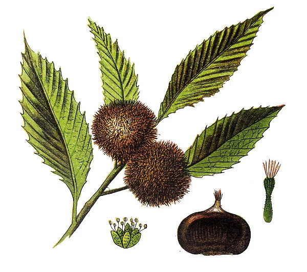 Chestnut (Castanea vesca)