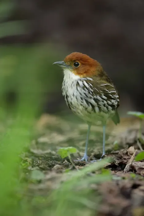 Framed Print : Chestnut-crowned Antpitta Framed Print : Chestnut-crowned Antpitta