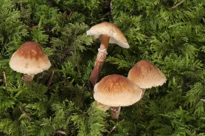 Framed Print : Chestnut Dapperling -Lepiota castanea-, Untergroeningen, Baden-Wuerttemberg, Germany, Europe