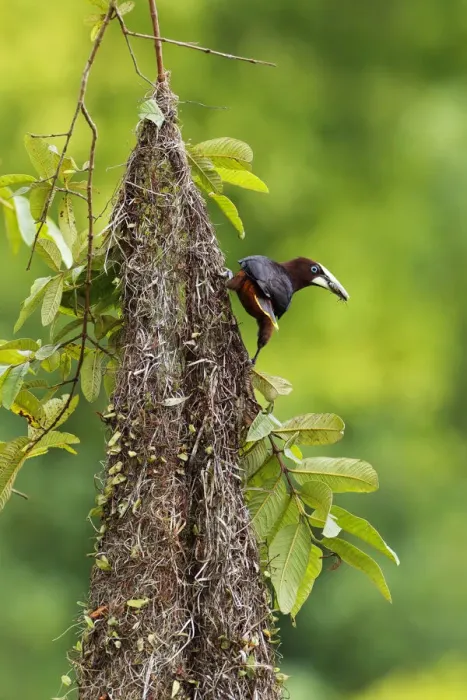 Framed Print : Chestnut-headed Oropendola Framed Print : Chestnut-headed Oropendola