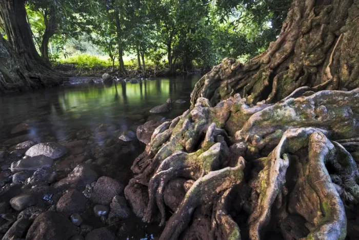 Framed Print : Chestnut tree at a river, Taveuni, Fiji