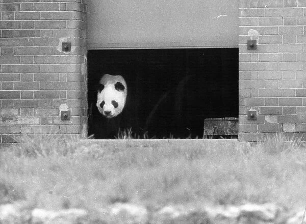 Chi Chi. 1st May 1972: The giant panda, Chi Chi, at London zoo