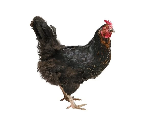 Chicken (Gallus gallus domesticus), hybrid Australorp hen