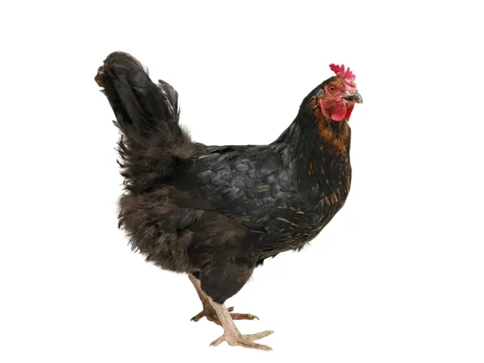 Framed Print : Chicken (Gallus gallus domesticus), hybrid Australorp hen Framed Print : Chicken (Gallus gallus domesticus), hybrid Australorp hen