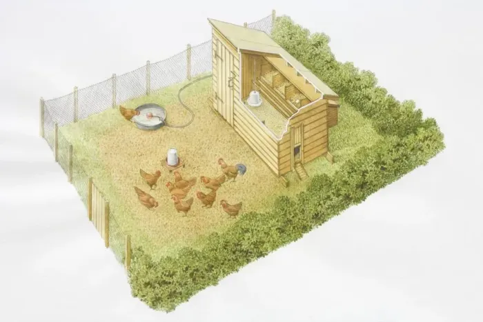 Framed Print : Chicken run, group of hens with rooster pecking grains, enclosed by hedges and fences, with eggs laid in nesting boxes, fresh water tub supplied through pipe, view from above Framed Print : Chicken run, group of hens with rooster pecking grains, enclosed by hedges and fences, with eggs laid in nesting boxes, fresh water tub supplied through pipe, view from above