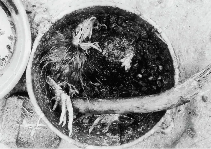Framed Print : Chicken Sacrifice at Matamoros Cult Framed Print : Chicken Sacrifice at Matamoros Cult