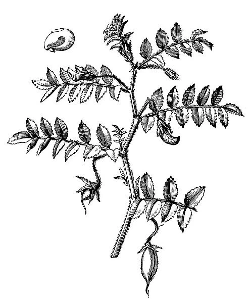 The chickpea or chick pea (Cicer arietinum)