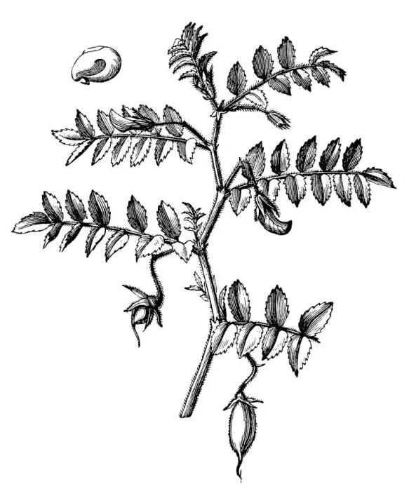 Framed Print : The chickpea or chick pea (Cicer arietinum) Framed Print : The chickpea or chick pea (Cicer arietinum)