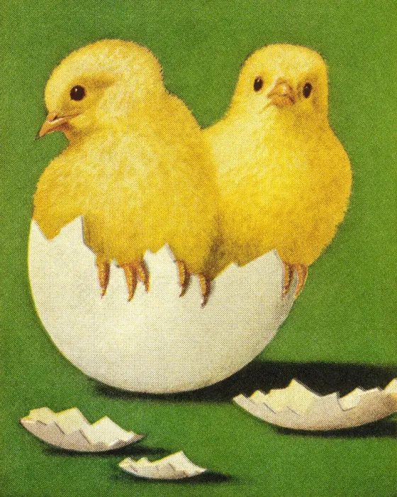Framed Print : Chicks Coming Out of Shell Framed Print : Chicks Coming Out of Shell
